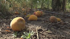 Pálenky bude tento rok veľmi veľa. Väčšina si však radšej priplatí, len aby sa nemusela narobiť