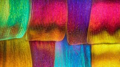 Uhádnete, čo sa skrýva za touto krásou?