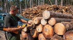 Sumy za palivové drevo od nového roka rapídne stúpli. Toto je prehľad cien podľa regiónov