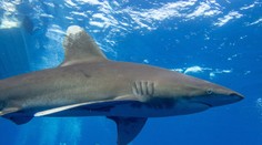 VIDEO: Talian, ktorému žralok zabil kamaráta, popísal svoj zúfalý boj s predátorom