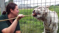 Zoo v britskom Hamertone museli evakuovať. Tiger zabil opatrovateľku