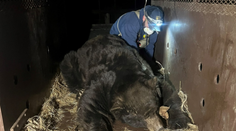 VIDEO: Evakuovaný muž sa po požiaroch v Los Angeles vrátil domov. Zistil, že sa uňho ubytoval obrovský medveď