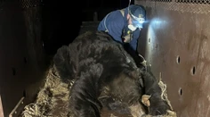 VIDEO: Evakuovaný muž sa po požiaroch v Los Angeles vrátil domov. Zistil, že sa uňho ubytoval obrovský medveď