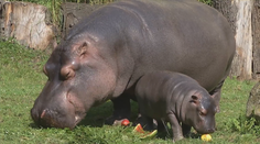 Predstavíme vám prácu človeka, ktorý rozhoduje o párení sa zvierat