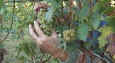 Majitelia sadov sa pripravujú na prívalové dažde, narýchlo zbierajú úrodu