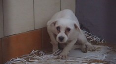 Slovensko bojuje so psou mafiou. Ako pokračuje prípad poslednej veľkej razie množiarne?