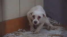 Slovensko bojuje so psou mafiou. Ako pokračuje prípad poslednej veľkej razie množiarne?