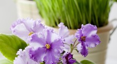 Rastliny vraj cítia bolesť. Presvedčili sme sa o tom vlastnými rukami