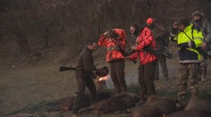 Africký mor stále ohrozuje Slovensko. Pre zredukovanie diviačej zveri sa poľovalo aj v Bratislave