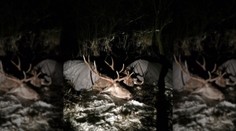 Pohľad, aký sa slovenským poľovníkom naskytne možno raz za celý život