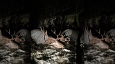 Pohľad, aký sa slovenským poľovníkom naskytne možno raz za celý život