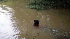 VIDEO: Skúška odvahy sa skončila tragédiou. Na chlapca sa vrhol obrovský krokodíl, kamaráti sa iba bezmocne prizerali