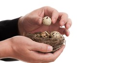 Čech pašoval v rozkroku vtáčie vajce. Neuveríte, koľko sa mu ich tam zmestilo