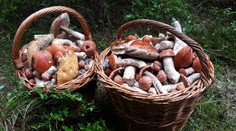 Sezóna húb ešte neskončila. Odborníci majú jasno v tom, do kedy ešte budú rásť