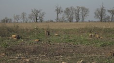 Trvalo päť rokov, kým ho obvinili. Muž dal nezákonne vyrúbať stromy v hodnote vyše 100-tisíc eur