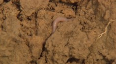 Riešenie proti povodniam a zosuvom pôdy je podľa expertov jednoduché. Dážďovky