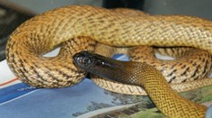 Šokujúci prípad z Česka: Muža uštipol najjedovatejší had sveta