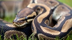 Objavili najdlhšieho voľne žijúceho hada sveta. Gigant z Indonézie láme rekordy