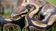 Objavili najdlhšieho voľne žijúceho hada sveta. Gigant z Indonézie láme rekordy