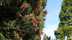 V Bratislave zomrel po užití rastlinnej drogy muž (†35)