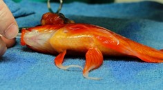 Unikátna operácia. Muž zaplatil stovky eur, aby zachránil svoju rybičku