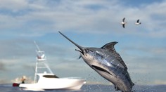 Vzduchom letiaca stokilová ryba udrela do člna, zranila dvoch bratov