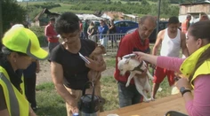 Veľká veterinárna akcia na východe Slovenska. Inšpektori sa zamerali na psy