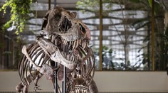 V Zürichu vystavili extrémne vzácnu kostru T-Rexa. Budúci mesiac skončí v súkromnej zbierke
