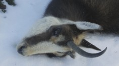 Z Tatier prichádzajú správy o nevídanom úhyne kamzíkov