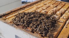 Presťahoval sa na vidiek a zostal v šoku. V malej obci na východe mu zakázali chovať včely