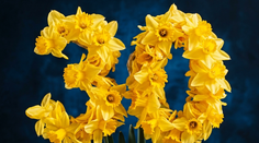 DEŇ NARCISOV – tradícia na Slovensku už 30 rokov. Na koho v ten deň myslíš ty?