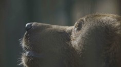 Na poľovníka z Turca zaútočila medvedica. S hrozivými zraneniami teraz leží v nemocnici