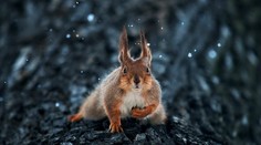 Aj zvieratá sa vedia tváriť ako ľudia. Pozrite si očarujúce fotografie