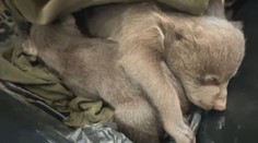 Boj o život mladých medvedíkov po zastrelení ich mamy. Zábery ukazujú, aké sú krehké