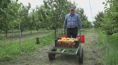 Úroda marhúľ mala byť katastrofálna, teraz je všetko inak. Nedostanete sa k nim však tak ľahko