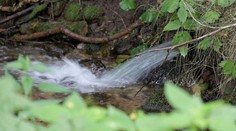 Raky, ktoré uhynuli v centre Vysokých Tatier, zrejme niekto otrávil