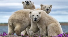 Slovák nazýva Arktídu svojím domovom: Fotograf žije medzi polárnymi medveďmi