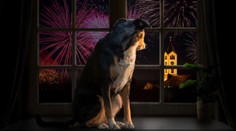 Sedatíva nepomáhajú, s prípravou treba začať skôr. Čo robiť, aby domáci miláčikovia prežili Silvester v pokoji?