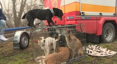 Pátracia akcia: Po Mirke (45) zostalo na Devínskom jazere 17 psov a osobné veci