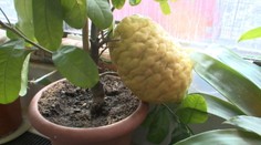 Skutočná rarita! V Prešove narástol megacitrón