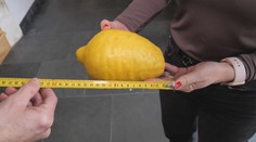 V Dubnickom kaštieli pokračujú v tradícii pestovania citrusov. Úroda ich poriadne prekvapila