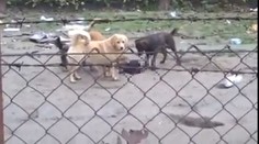 Nakrútil ju pri čine. Táto žena vraj kŕmi psov živými mačkami