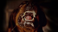 Brutálny útok štyroch rotvajlerov na dve ženy! Boli pustení a bez náhubku