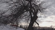 Jabloň z Bošáce bojuje o európske prvenstvo. Je za ňou silný príbeh