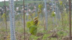 Aj Záhorie bojuje s výkyvmi počasia. Zisťovali sme, ako teplotné skoky zvládajú pestovatelia jahôd