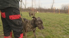 Príbeh petržalskej sučky otriasol psíčkarskou verejnosťou, dostala však druhú šancu