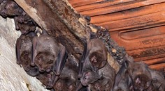 Dieťa uhryzol netopier, rodičia za lekármi nešli. Skončilo sa to tragicky