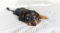 Patrí alebo nepatrí pes do postele? Tu je názor psieho kouča