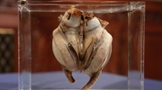 Viete, čo je na obrázku? Podobné má každý z nás