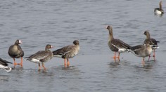 Na farme v Číne uhynuli tisíce husí. Mali príznaky vtáčej chrípky